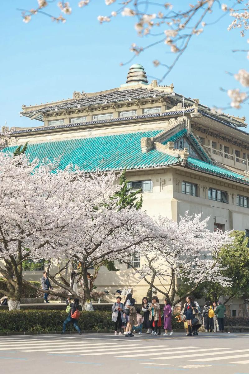 武汉大学看樱花