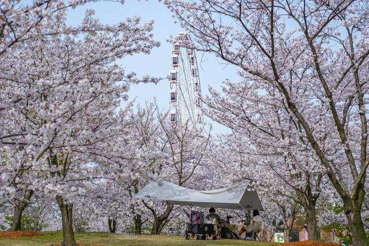 上海多座公园推出夜樱专场，会不会“累坏”樱花？园方回应