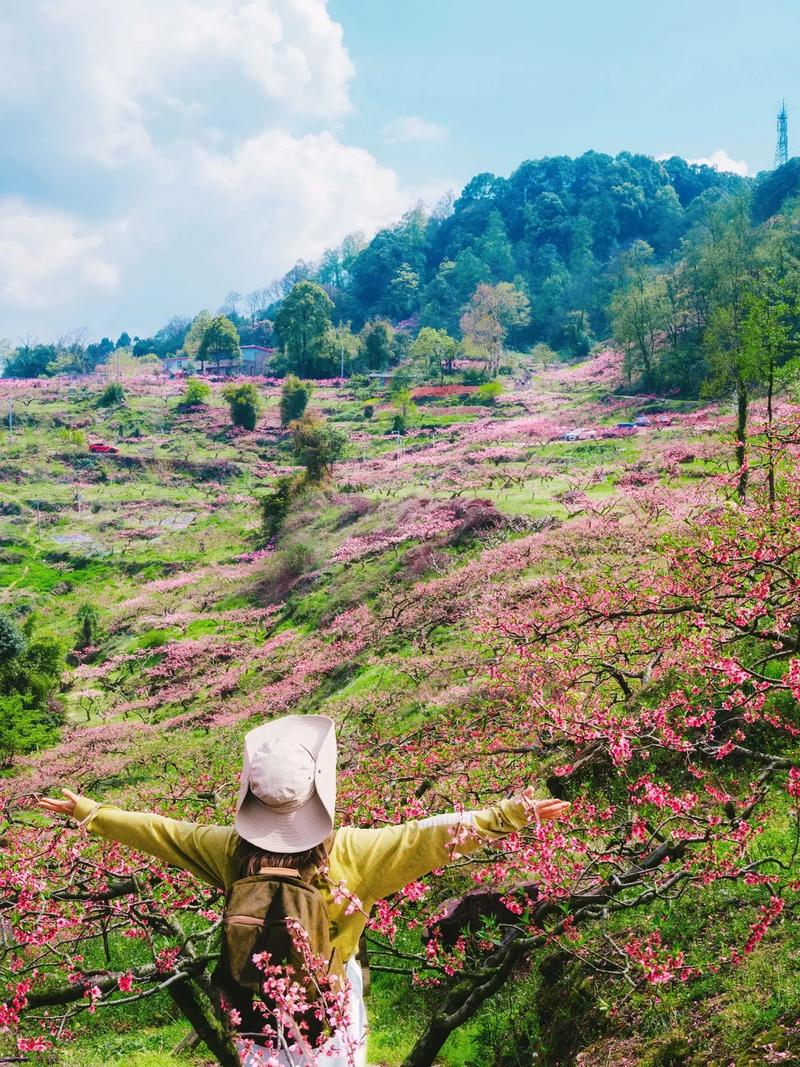 不要再去龙泉山挤堵啦，广汉松林的桃花梨花油菜花全都开啦！