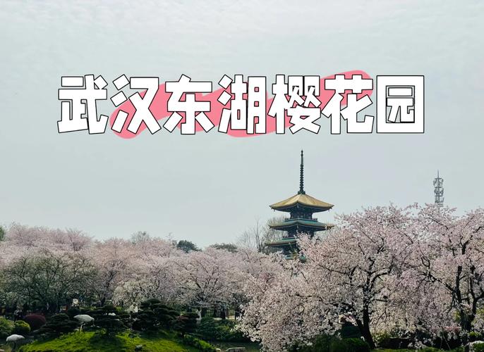 到武汉看樱花:55块钱一张门票，进去就直接把我震撼到了！