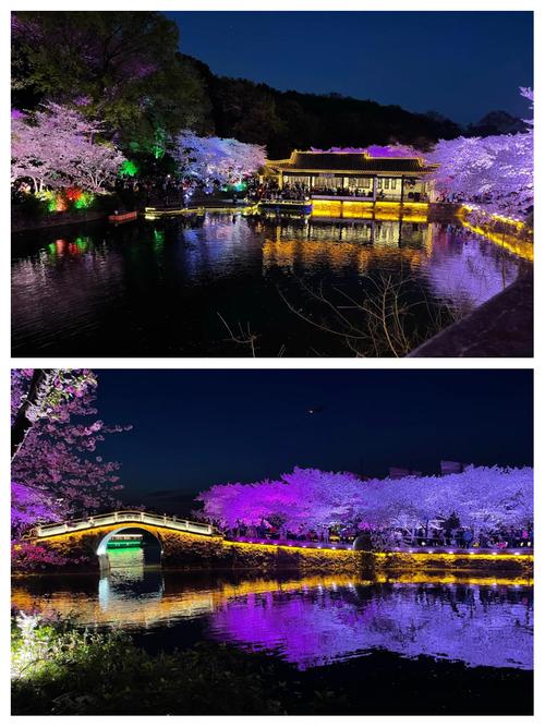中外嘉宾无锡赏“夜樱”