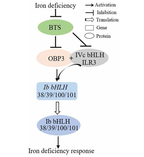 中国科学家团队合作揭示转录因子OsNAC25调控水稻响应低钾胁迫的分子机制
