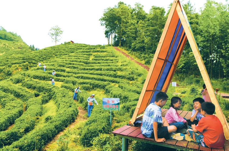 新华社报道！陕西汉中 马跃茶乡 人赏美景