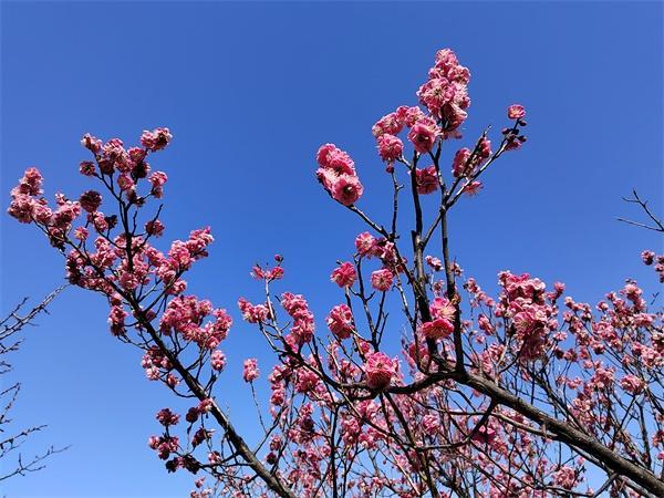 实探刚回来！烟台梅花开！好！啦！赶紧冲