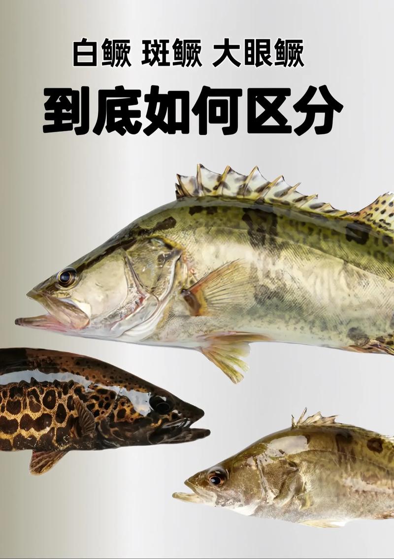 4种最好吃的淡水鱼，鳜鱼草鱼上榜，还有2种什么鱼？有你认识的吗