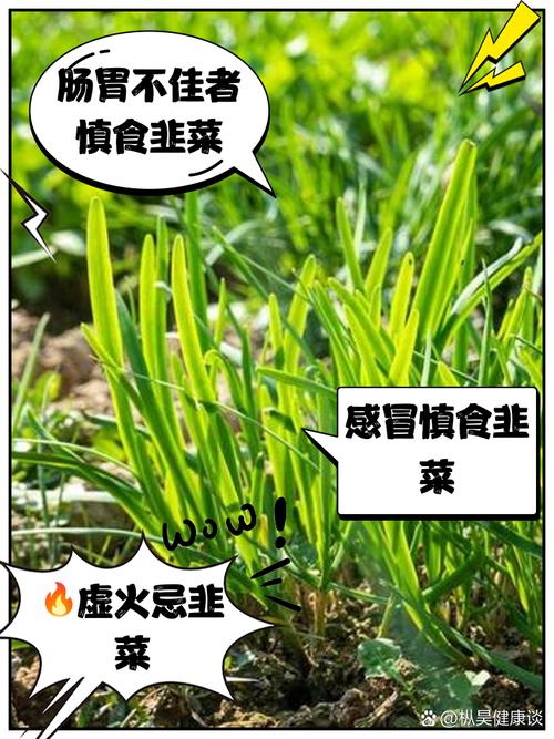 最近，真的劝你多吃韭菜！