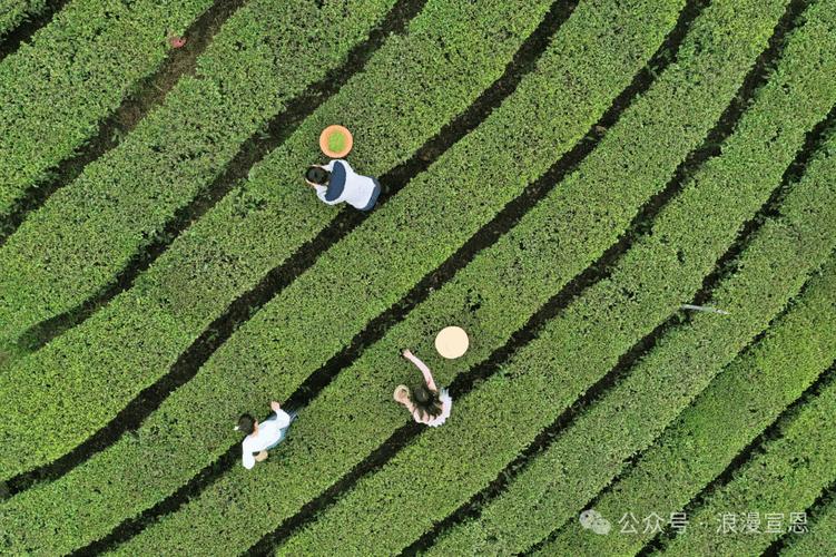 浪漫宣恩 贡茶茗星”诞生！