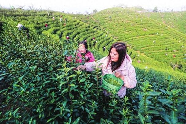 彭水朗溪：300亩春茶采摘正当时