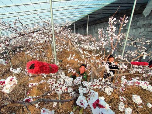 无棣县海丰街道大齐村：杏花盛开 春色满园