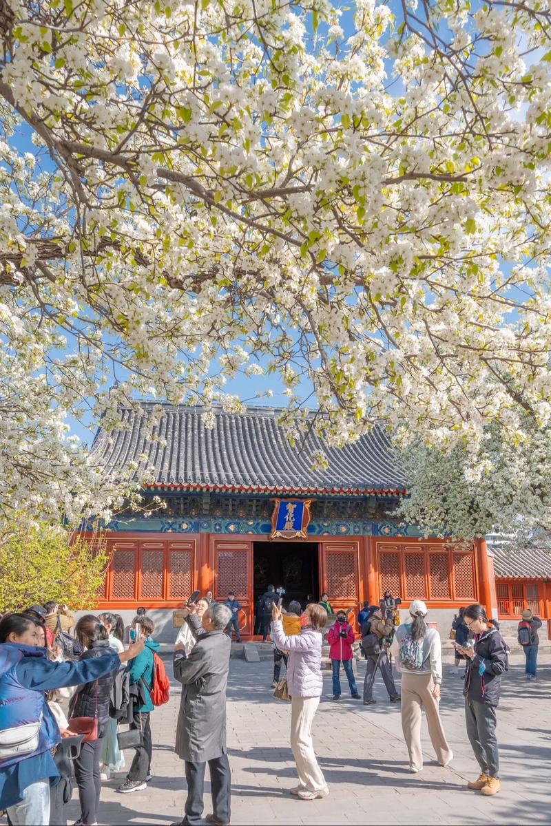 京城胜景！智化寺、玉渊潭里赏花寻春