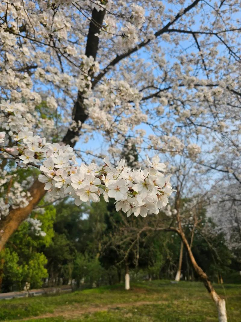 一分钟沉侵式体验衢州春日浪漫樱花#春天的温柔已长满枝头