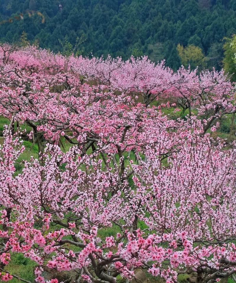 汉阴：漫山桃花开 春色美如画