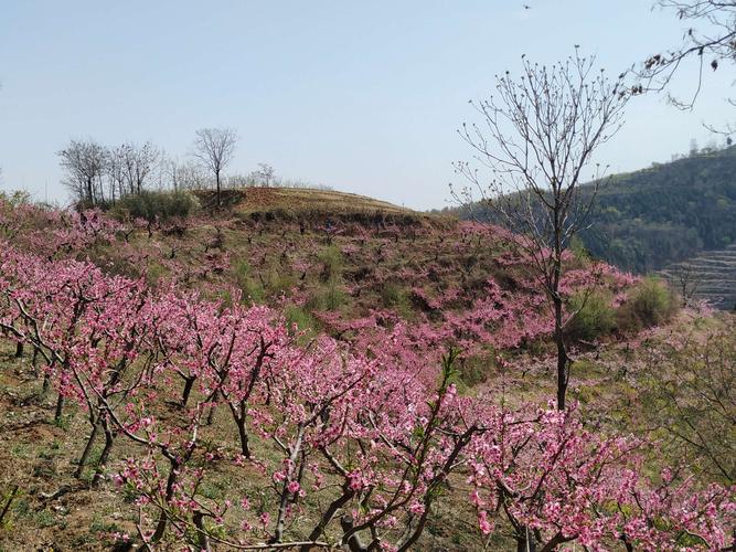 距西安60公里，鄠邑柳泉桃花节已进入盛开季，导航：柳泉口村