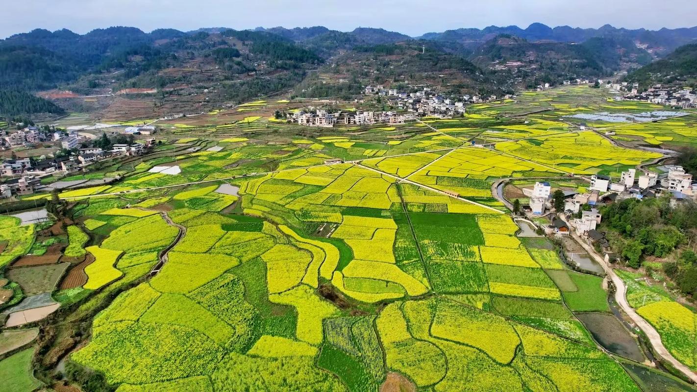 湖南通道县：黄家堡的春天 油菜花的时节，美丽乡村景色迷人