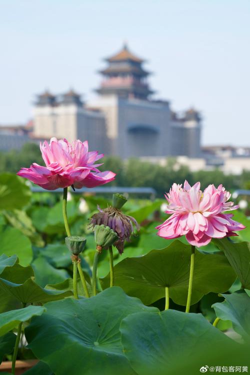 3月29日，北京莲花池公园的奇异景观
