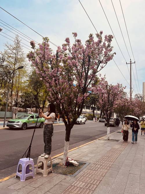 成都赏樱拍照圣地 都江堰的太平街，赏樱拍照绝了，纷围感满满