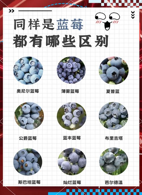 蓝莓产量高，为何商贩还小盒售卖？是怕装多没人买？有4个原因！
