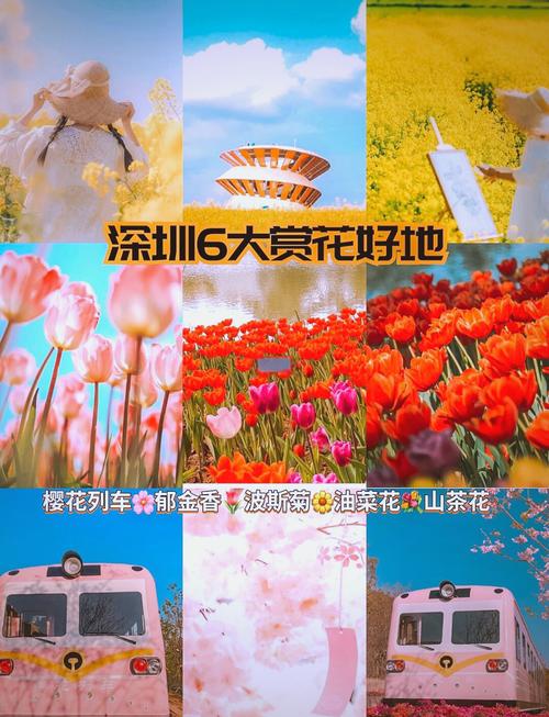 11公里花海！还有谁比深圳更懂春天吗？