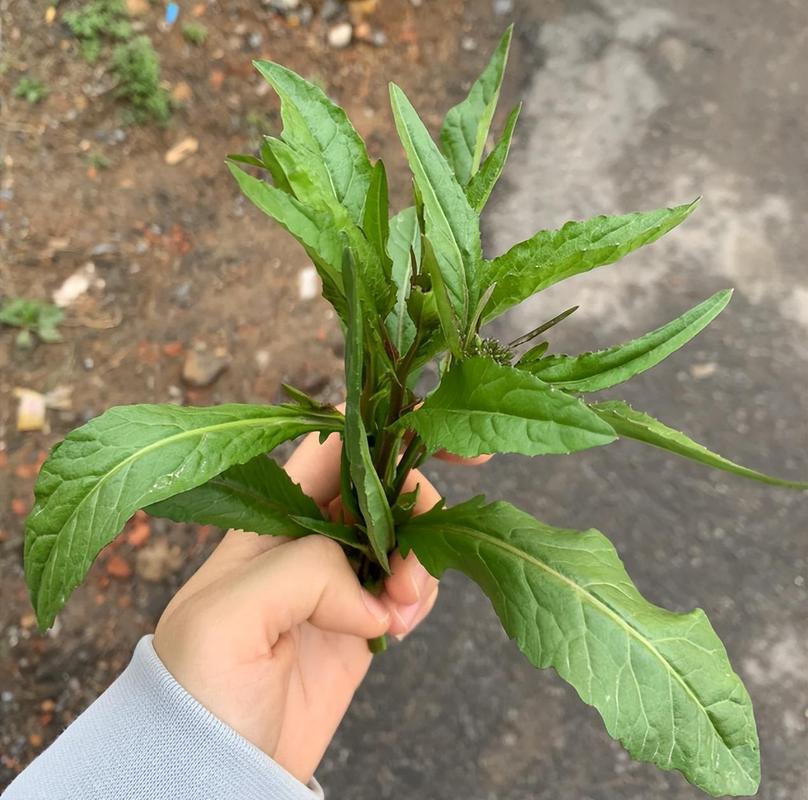 转告老人：这3种野菜千万别吃，别再当成“宝”了！