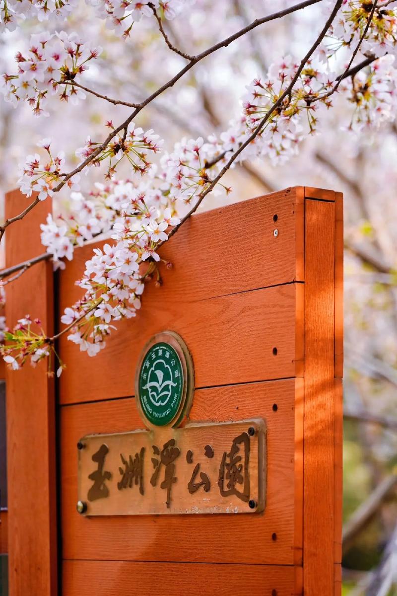 #北京头条#玉渊潭公园 樱花节期间门票：10元