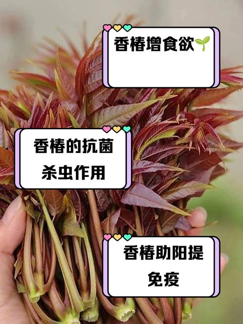 香椿立大功？研究发现：香椿可在36小时内清除体内58%有害菌群？