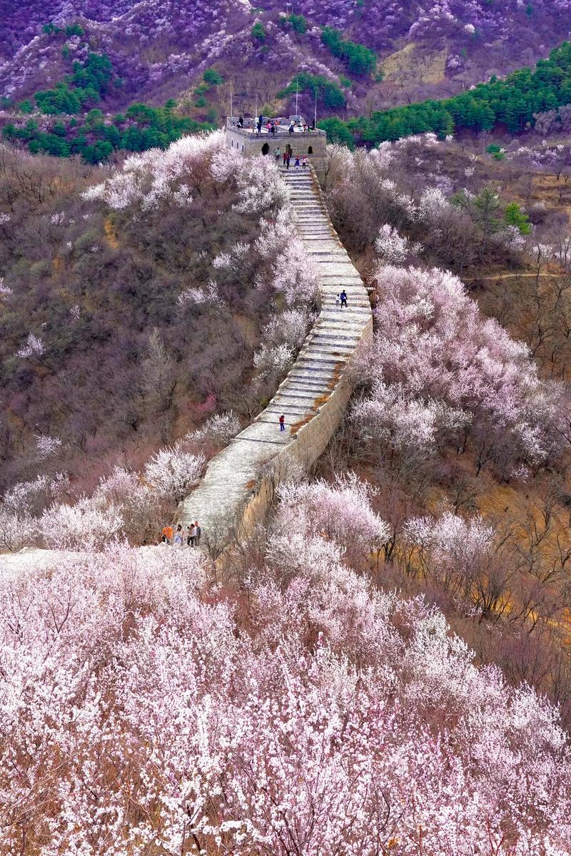 燕山之春：长城穿花海，万峰竞斑斓