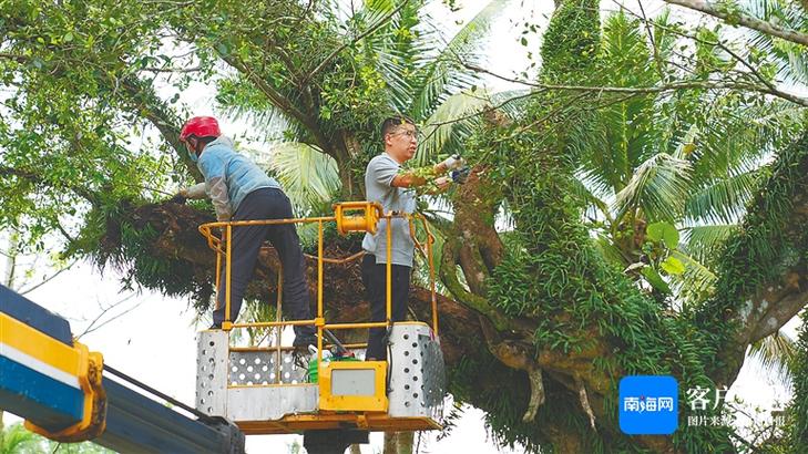 文化中国行丨海南17864株古树名木保护进行时