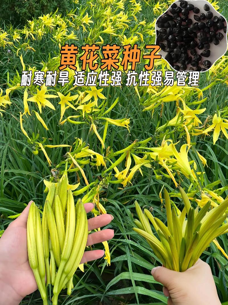 春芽正当时！这5道黄金菜助娃蹿高个，错过再等一年！