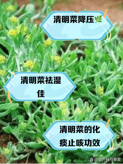 清明前后，建议要多吃3种野菜，农村遍地都是，不懂吃可惜了
