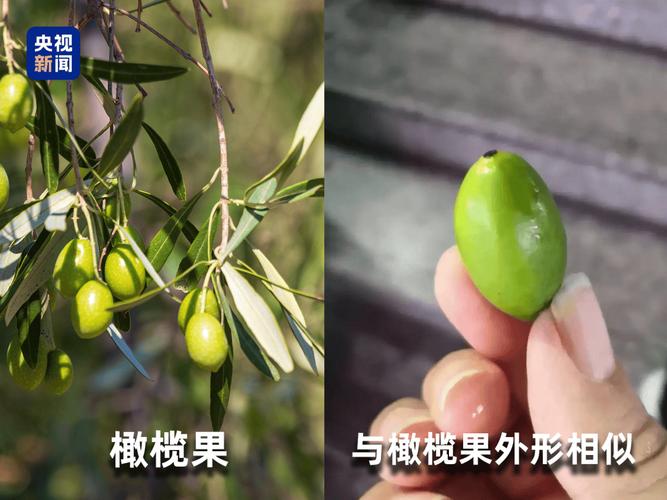 “水果骗局”登上热搜！这些水果界的“大忽悠”你买过吗？