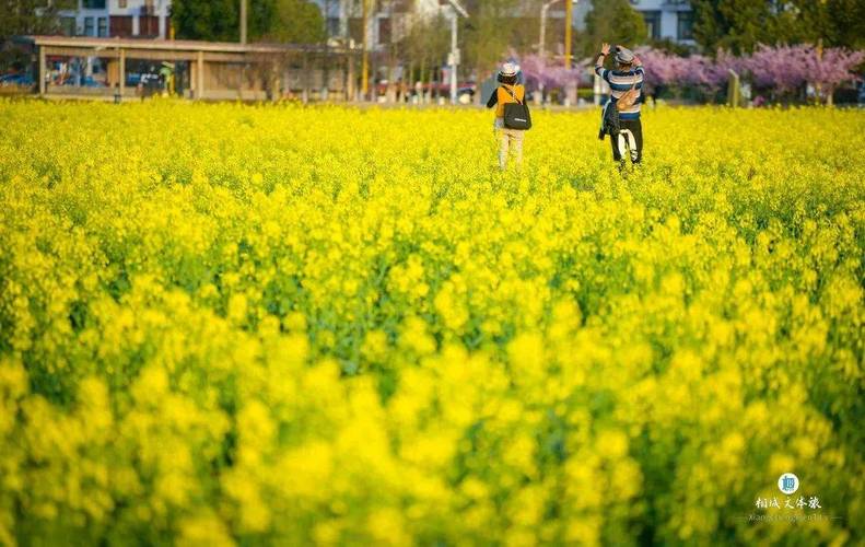 清明时间郊外踏青 春天的味道 风景优美空气清新 乡间田野