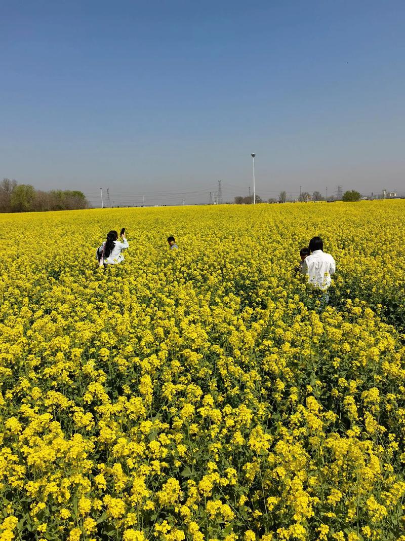 2025年沙河市红薯岭油菜花赏花季3月20日—4月30日，欢迎您的到来