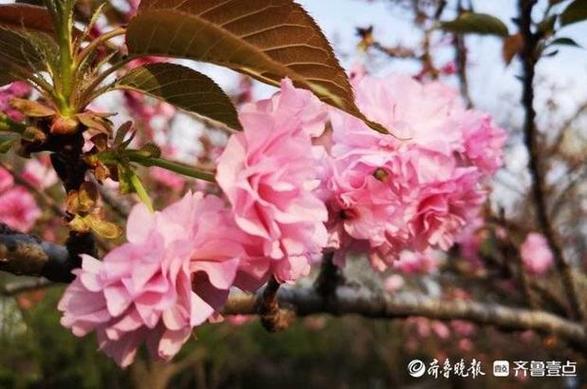 果然视频|春寒虽未消阳光却明媚，泉畔的粉红色重瓣樱花开了