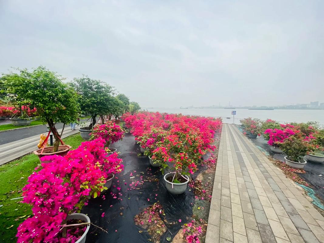 西岸艺术花海美不胜收 市民争相打卡“出片胜地”