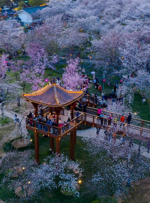 打卡东湖樱花园，花海中的真实赏花之旅！