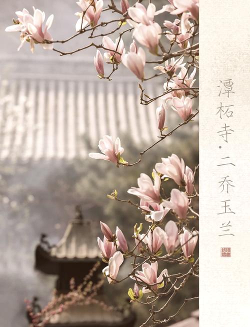 潭柘寺二乔玉兰盛开，周末赏花正当时