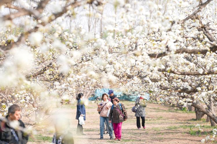 上海：嘉定梨花节开幕 千亩梨园百亩油菜组成春日花