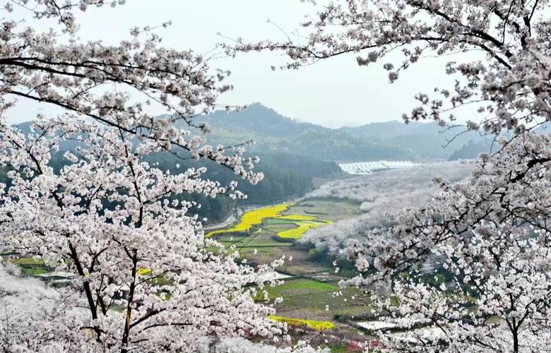 黄腊万亩樱花园 2025年3月28日贵州黄腊樱花园实况#贵州旅游