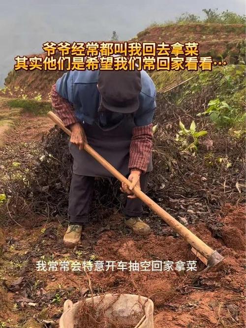老人看见一棵挖一棵，如今稀缺珍贵