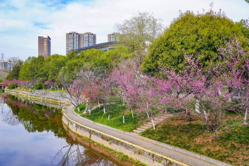 三峡大学最美春景悄悄的来了