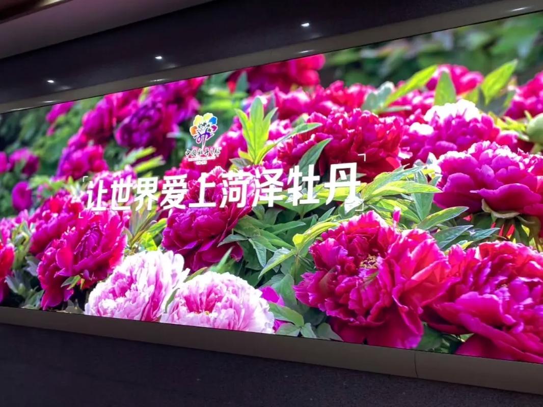 我在牡丹之都等你来，等你陪我看牡丹花盛开#菏泽牡丹