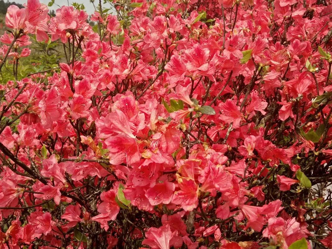 又是一年观赏杜鹃花开的季节了，这些杜鹃花景区总有一处让你满意