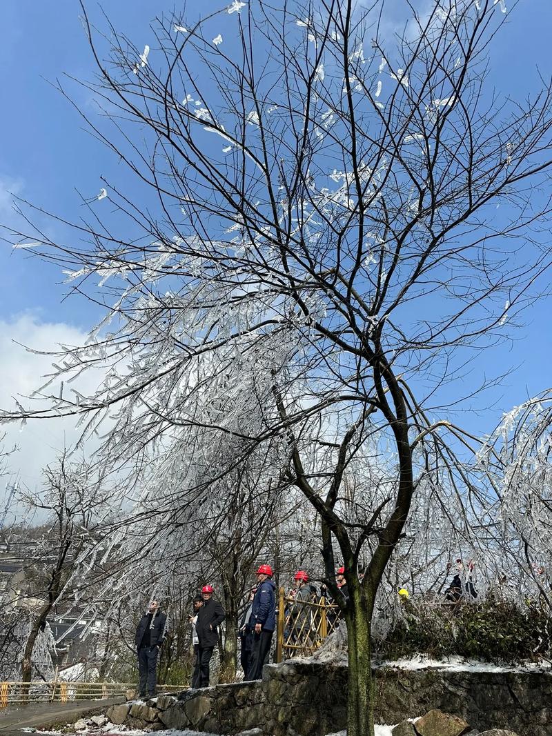 花都开败了你给我说下雪了？3月28日晚上#四明山 又给干上了雪