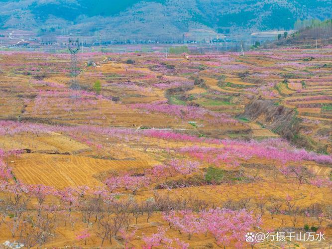 蒙阴桃花开了 周末舒心就来蒙阴