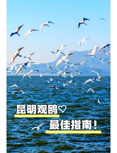 三月底昆明到哪里看海鸥？vlog日常 昆明海鸥约拍 等风也等你