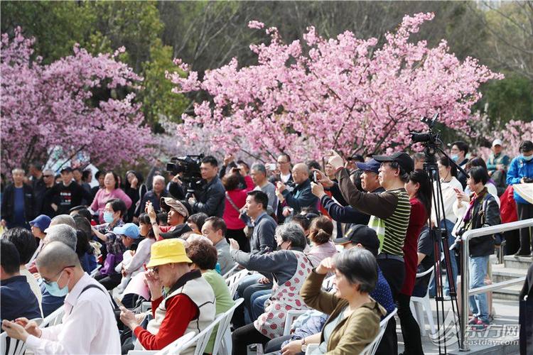 夜赏海棠花开，黄兴公园海棠文化节开幕，首次开设灯光夜场