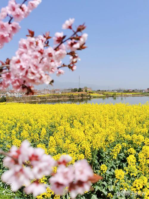 油菜花开的季节，最美花海季，汉中勉县龙湾