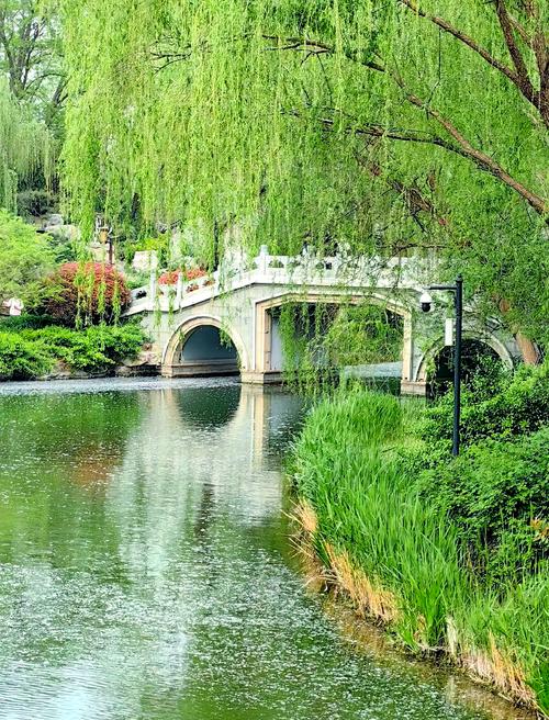 果然视频·好景山东|济南大明湖春色满园，梅溪桥海棠独领风骚