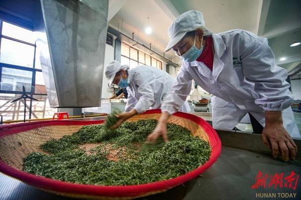 浙江桐庐：茶厂赶制明前茶