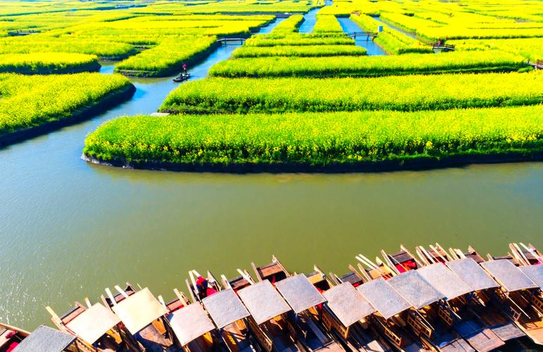 兴化·千垛水上油菜花正当时，你在花海中吗？原创视频
